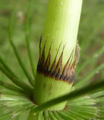 Attēlu rezultāti vaicājumam “Equisetum telmateia”