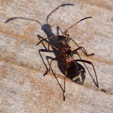 Attēlu rezultāti vaicājumam “Alydus calcaratus”