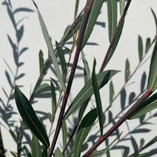 Attēlu rezultāti vaicājumam “Salix purpurea leaf”