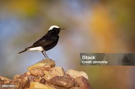 Image result for Oenanthe leucopyga