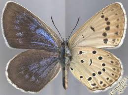 Attēlu rezultāti vaicājumam “Maculinea teleius underside”