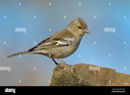 Attēlu rezultāti vaicājumam “Fringilla coelebs female”