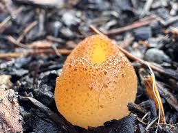 Attēlu rezultāti vaicājumam “Peziza vesiculosa”