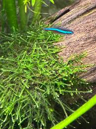 Attēlu rezultāti vaicājumam “Taxiphyllum wissgrillii”