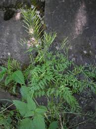 Attēlu rezultāti vaicājumam “Cardamine impatiens”