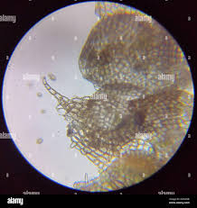 Attēlu rezultāti vaicājumam “Nowellia curvifolia”