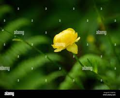 Attēlu rezultāti vaicājumam “Trollius europaeus bud”