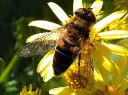 Attēlu rezultāti vaicājumam “Eristalis sp.”