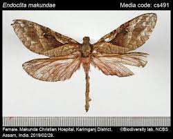 Attēlu rezultāti vaicājumam “Hepialidae”