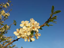 Attēlu rezultāti vaicājumam “Pyrus pyraster”