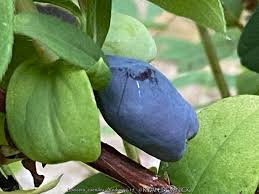 Attēlu rezultāti vaicājumam “Lonicera caerulea var. pallasii fruit”
