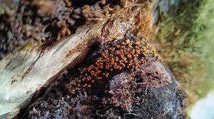 Attēlu rezultāti vaicājumam “Trichia varia macro”