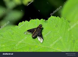 Attēlu rezultāti vaicājumam “Hemipenthes morio”