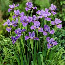 Image result for Iris