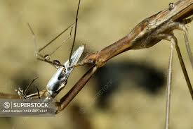 Attēlu rezultāti vaicājumam “Ranatra linearis”