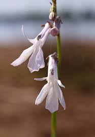 Attēlu rezultāti vaicājumam “Lobelia dortmanna flower”