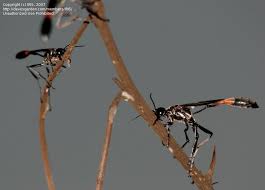 Attēlu rezultāti vaicājumam “Ammophila sp.”