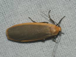 Attēlu rezultāti vaicājumam “Eilema depressa”