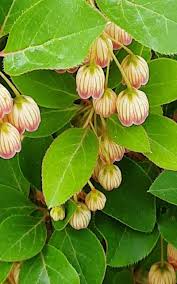 Attēlu rezultāti vaicājumam “Enkianthus campanulatus”