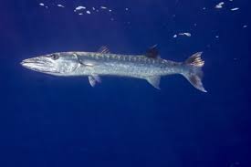 Image result for Sphyraena barracuda