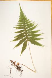 Attēlu rezultāti vaicājumam “Phegopteris connectilis”