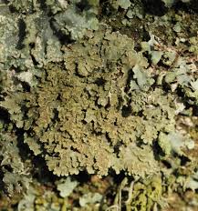 Attēlu rezultāti vaicājumam “Physconia enteroxantha”