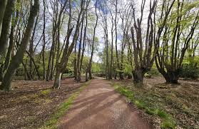 Image result for Epping Forest Mountain Bike Club