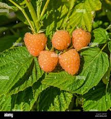 Attēlu rezultāti vaicājumam “Rubus idaeus fruit”