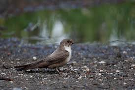 Image result for Ptyonoprogne rupestris