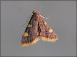 Attēlu rezultāti vaicājumam “Hypsopygia costalis”