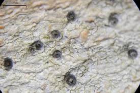 Attēlu rezultāti vaicājumam “Stictis”