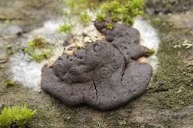 Attēlu rezultāti vaicājumam “Dictydiaethaliaceae”