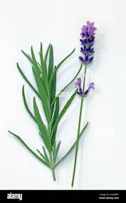 Attēlu rezultāti vaicājumam “Lavandula angustifolia leaf”