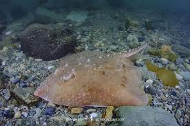 Image result for Amblyraja radiata