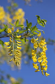 Attēlu rezultāti vaicājumam “Laburnum alpinum flower”