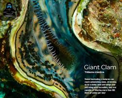 Image result for tridacna