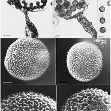 Attēlu rezultāti vaicājumam “Physarum straminipes”