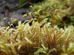 Attēlu rezultāti vaicājumam “Eurhynchiastrum pulchellum”