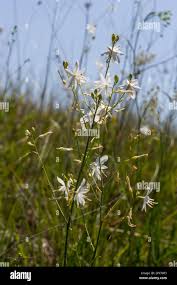 Attēlu rezultāti vaicājumam “Anthericum ramosum”