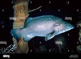 Image result for Polyprion americanus