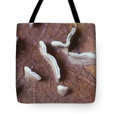 Attēlu rezultāti vaicājumam “Physarum bivalve”