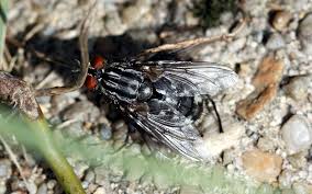 Attēlu rezultāti vaicājumam “Sarcophaga carnaria”