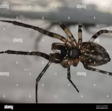 Attēlu rezultāti vaicājumam “Neriene montana”