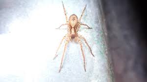 Attēlu rezultāti vaicājumam “Anyphaena accentuata”