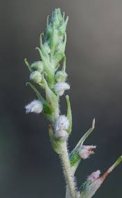 Attēlu rezultāti vaicājumam “Goodyera repens bud”