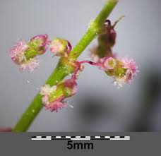 Attēlu rezultāti vaicājumam “Rumex thyrsiflorus”