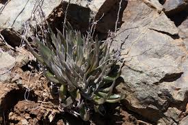 Attēlu rezultāti vaicājumam “Badhamia dubia sessile”