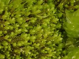 Attēlu rezultāti vaicājumam “Harpanthus scutatus”