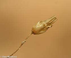 Attēlu rezultāti vaicājumam “Stellaria nemorum bud”