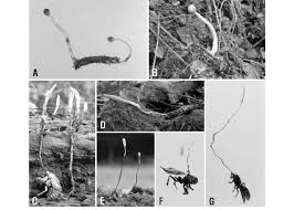 Attēlu rezultāti vaicājumam “Cordyceps farinosa”